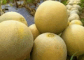 Lebih dari 1.000 Petani Panen Melon Davina F1 di Nganjuk